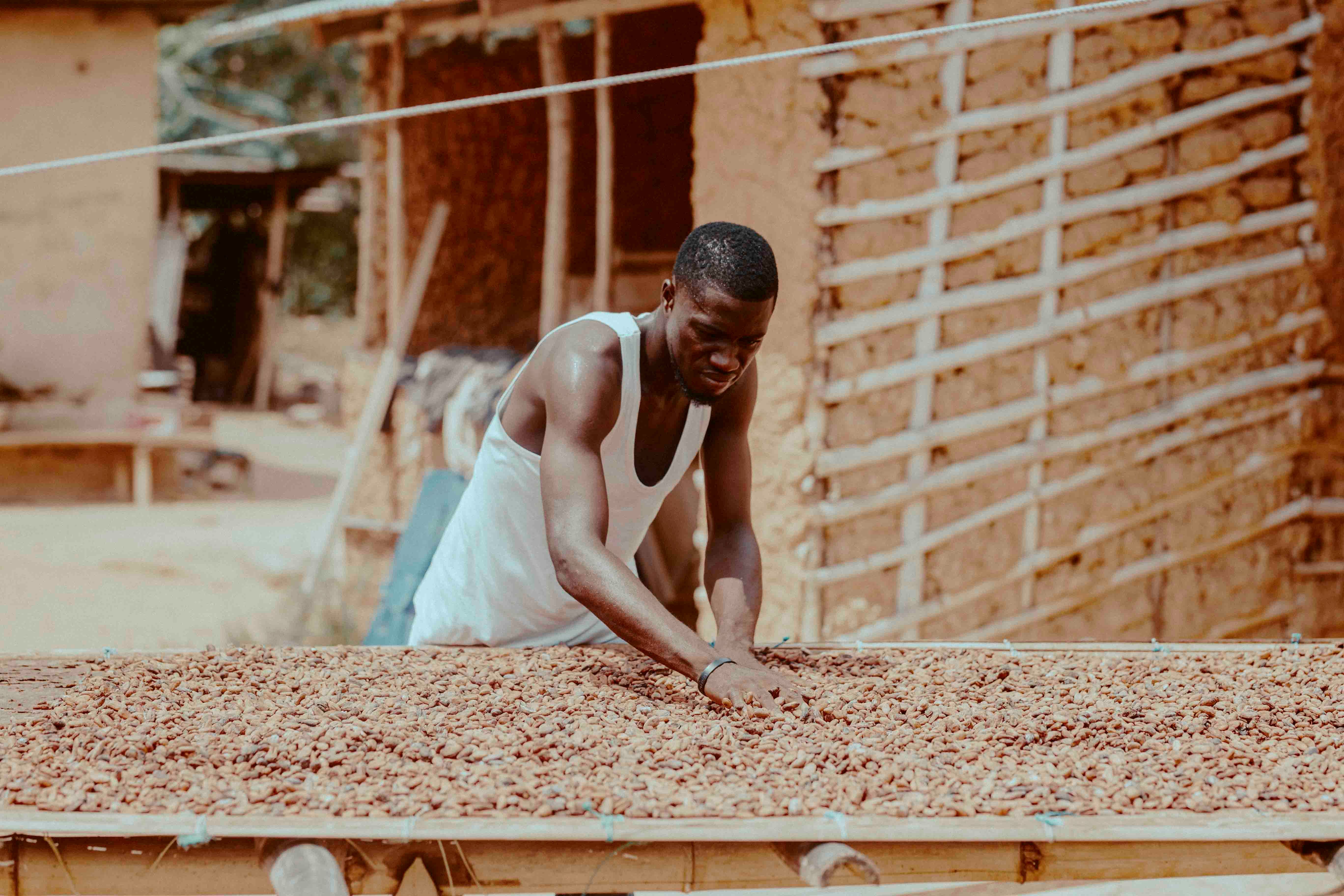Cocoa Processing