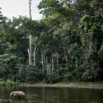 DR Congo’s Plan to Lift 23-Year Moratorium on Logging Concessions Sparks Climate, Governance Concerns