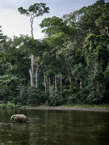 DR Congo’s Plan to Lift 23-Year Moratorium on Logging Concessions Sparks Climate, Governance Concerns