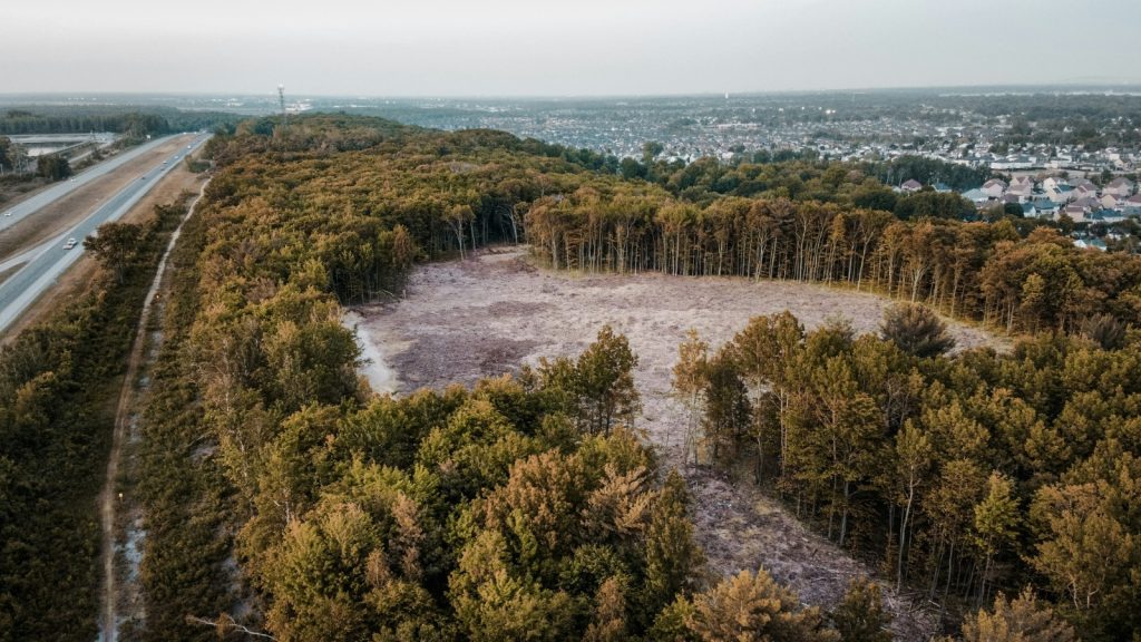 Forest with a patch of cut down trees