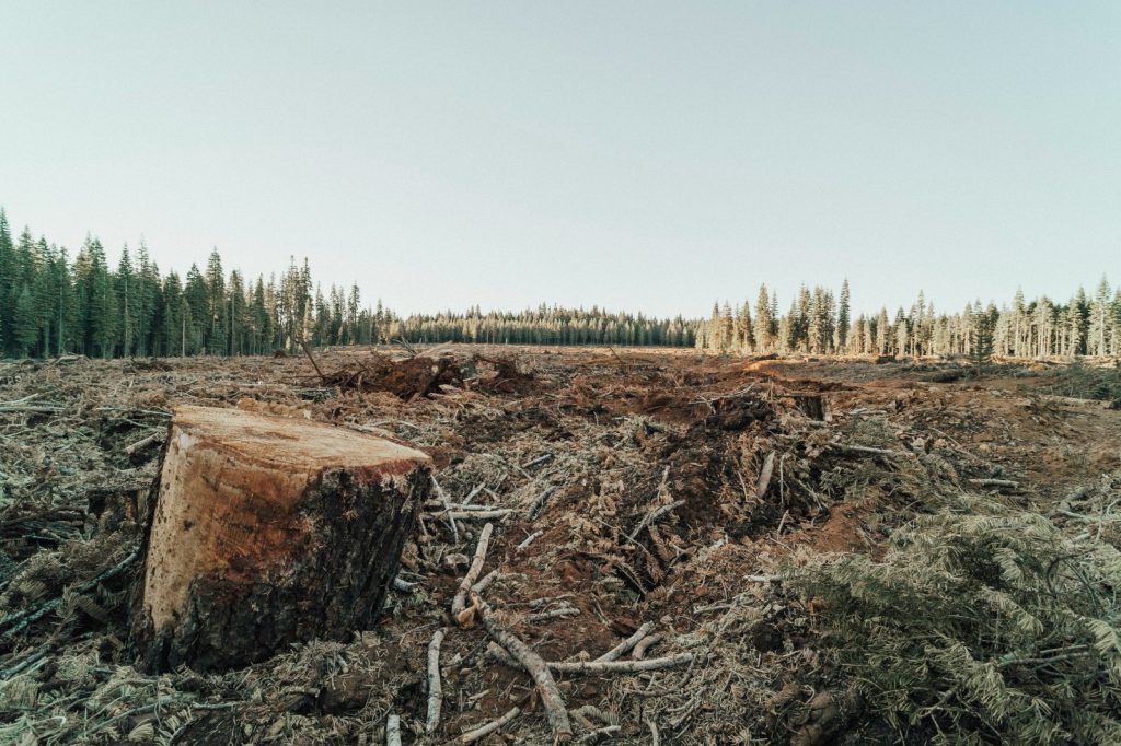 Patch in forest where trees are cut down