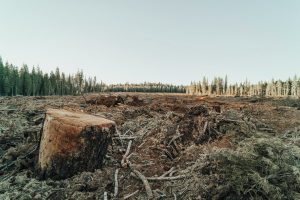 Patch in forest where trees are cut down