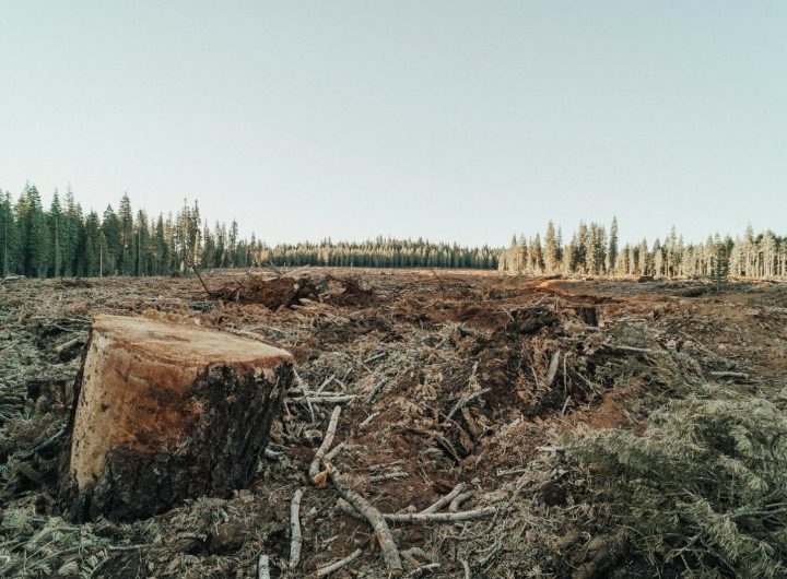 Patch in forest where trees are cut down
