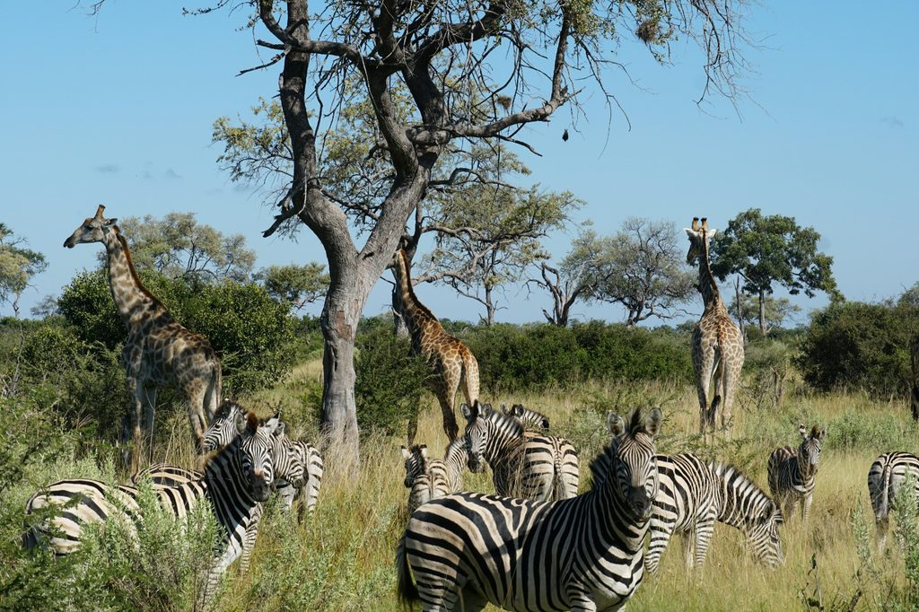 Animals you can see during tourism in Botswana