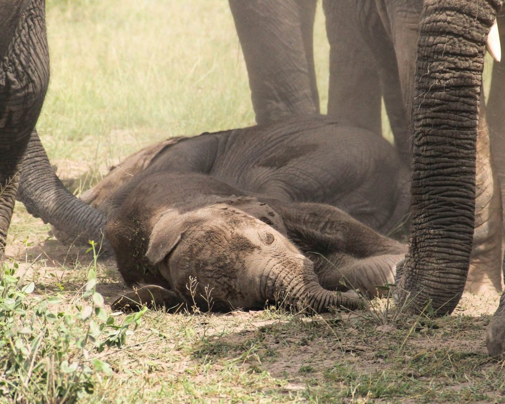 Elephants in kenya