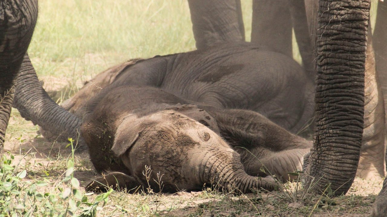 Elephants in kenya