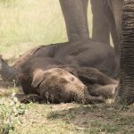 Elephants in kenya