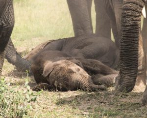 Elephants in kenya