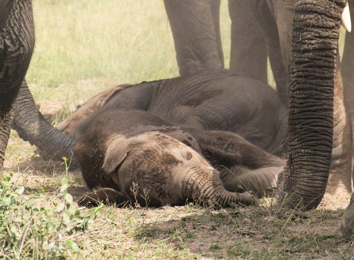 Elephants in kenya