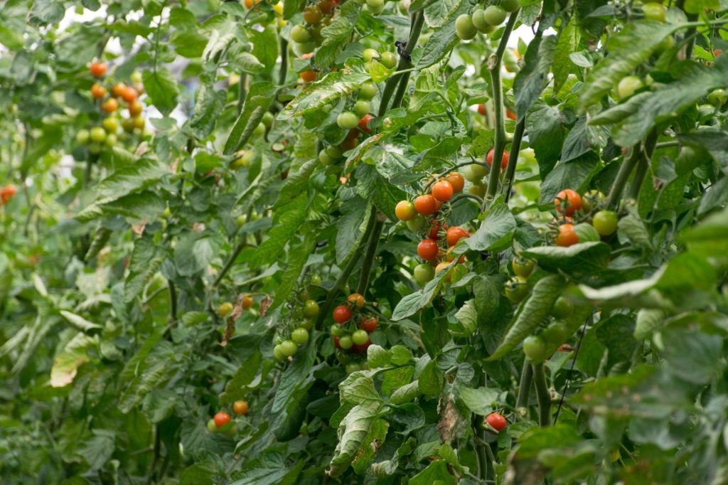 tomato farm in Kenya