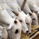 Livestock