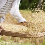 Rice-farmers