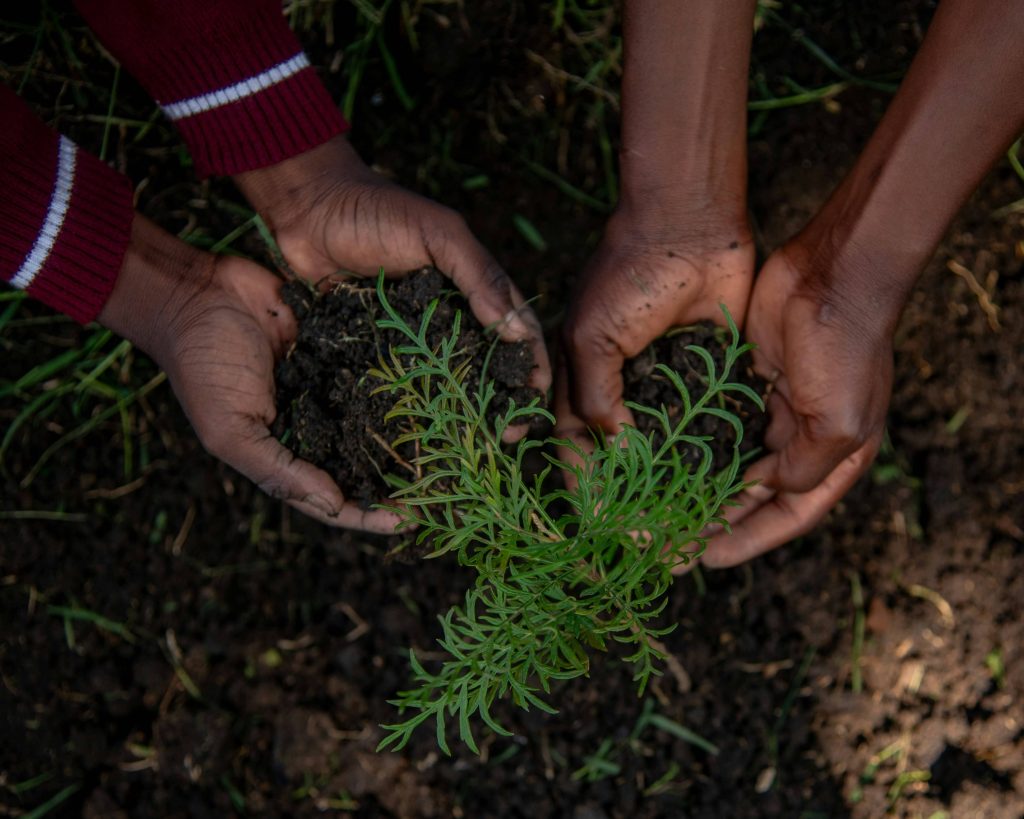 Trees are good and should be planted