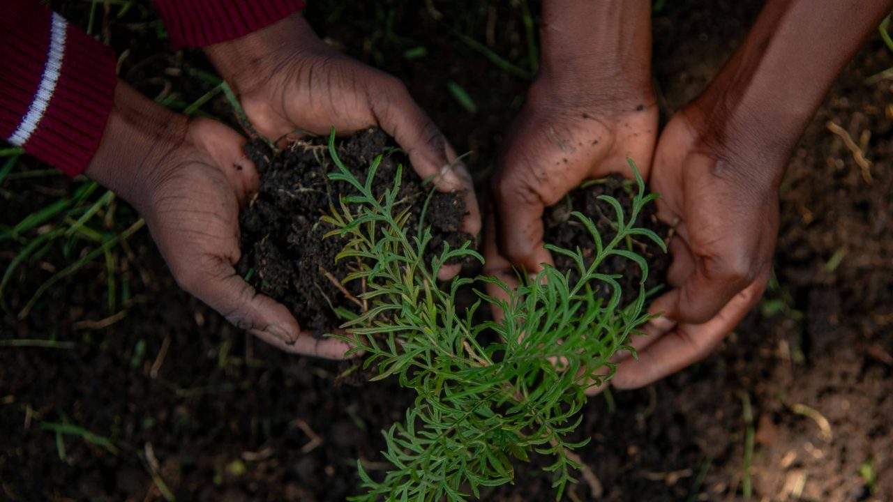Trees are good and should be planted
