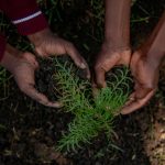 Trees are good and should be planted