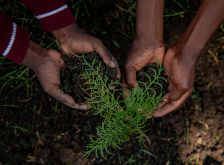 Trees are good and should be planted