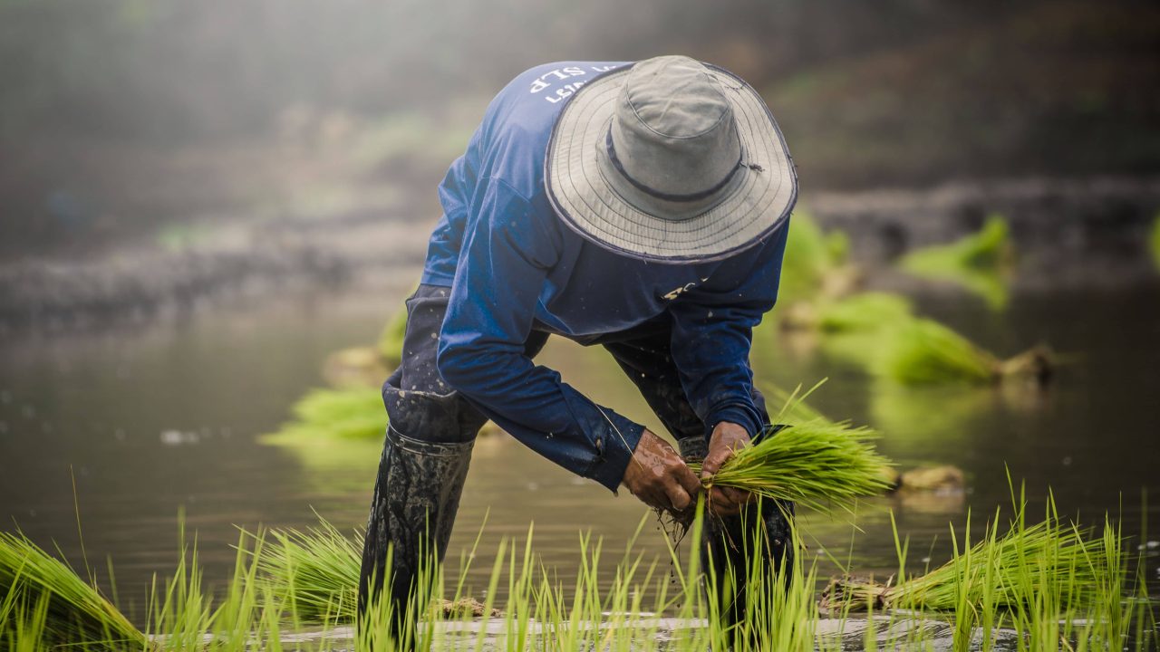 Egypt rice farmer