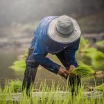 Egypt rice farmer