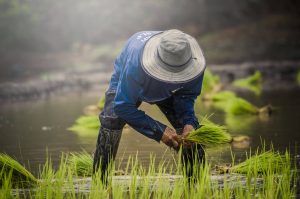 Egypt rice farmer