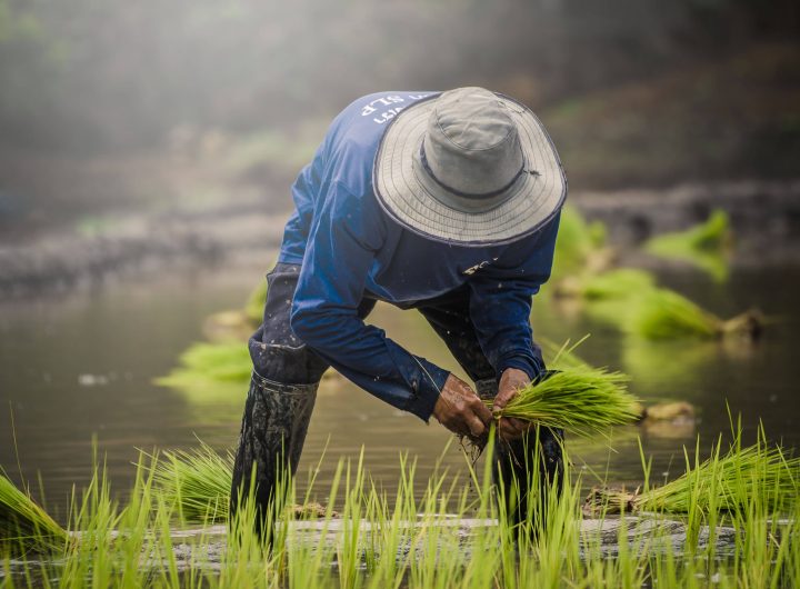 Egypt rice farmer