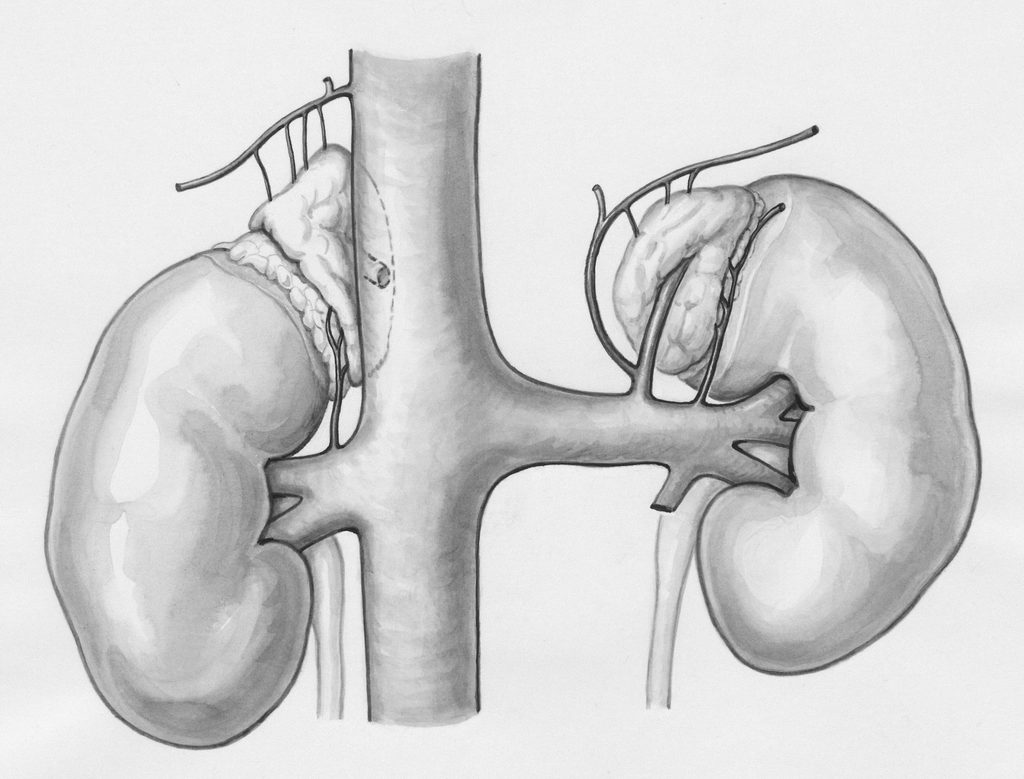 Image of the kidney