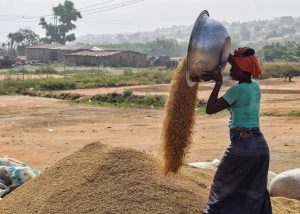 Good Seed is key to next harvest