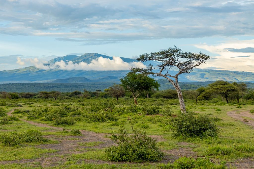 Africa is tackling climate change with the great green wall