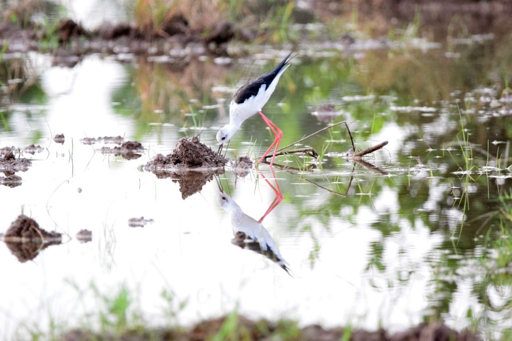 nature showing biodiversity