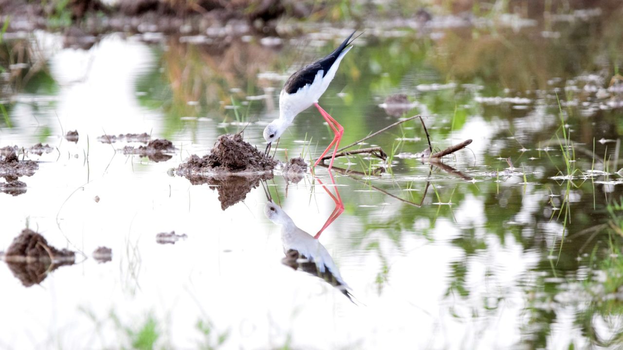 nature showing biodiversity