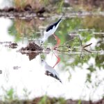 nature showing biodiversity