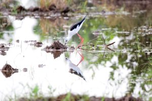 nature showing biodiversity