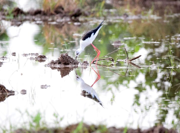 nature showing biodiversity