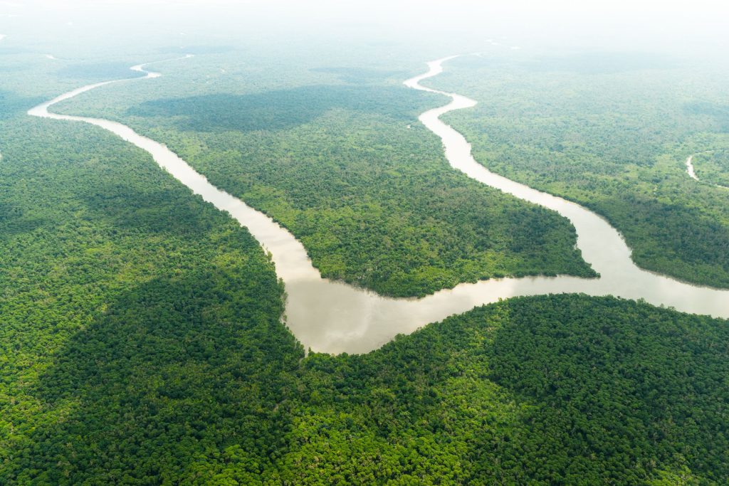 Congo Basin forest loss rose