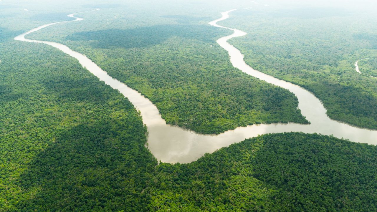 Congo Basin forest loss rose