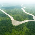 Congo Basin forest loss rose