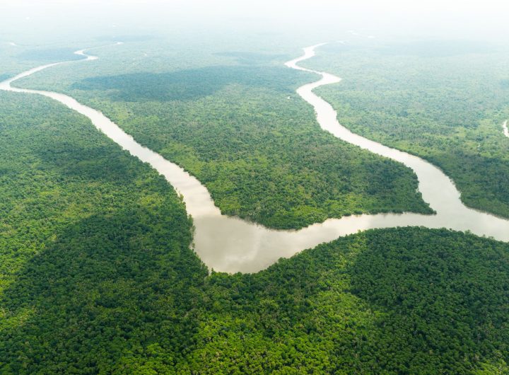 Congo Basin forest loss rose