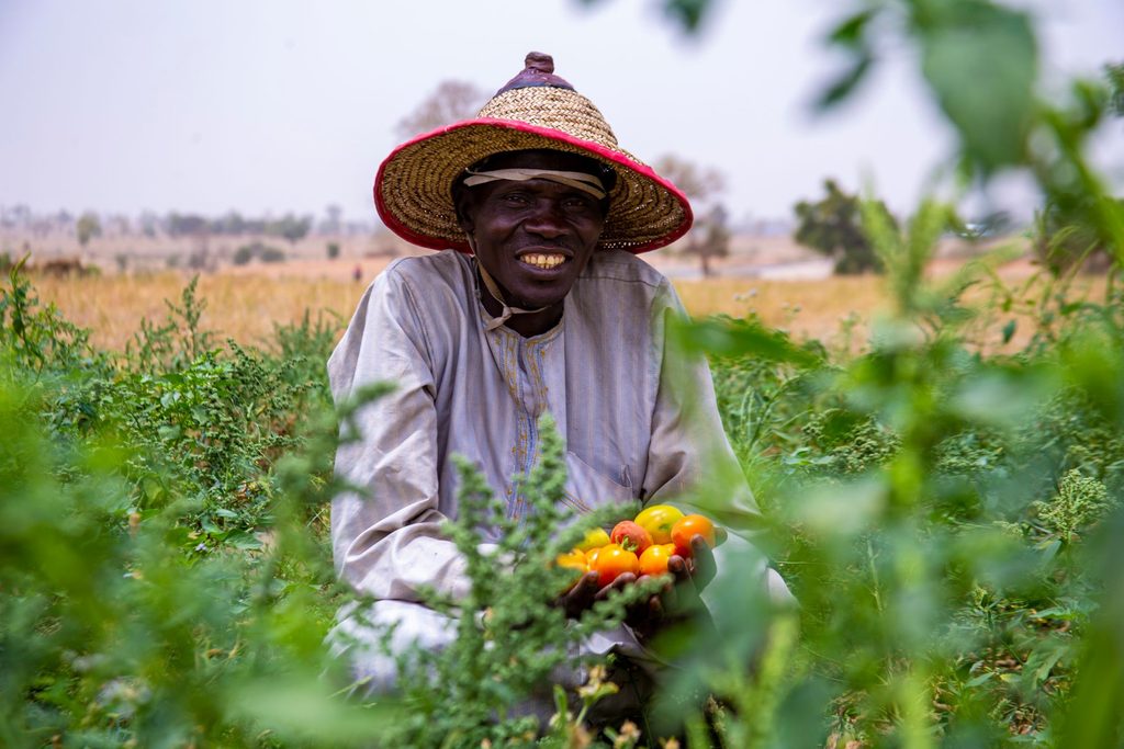 Farmers need good seed for harvest