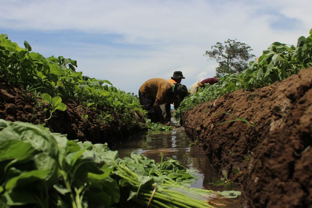 Spinach farm in Africa
