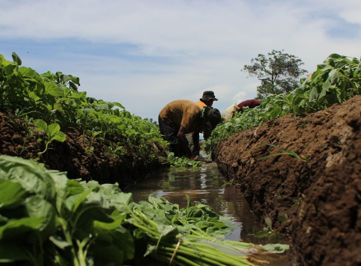 Spinach farm in Africa