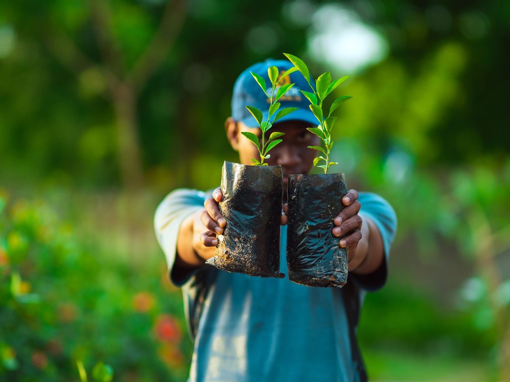 Tree planting should go beyond counting the number of tree planted