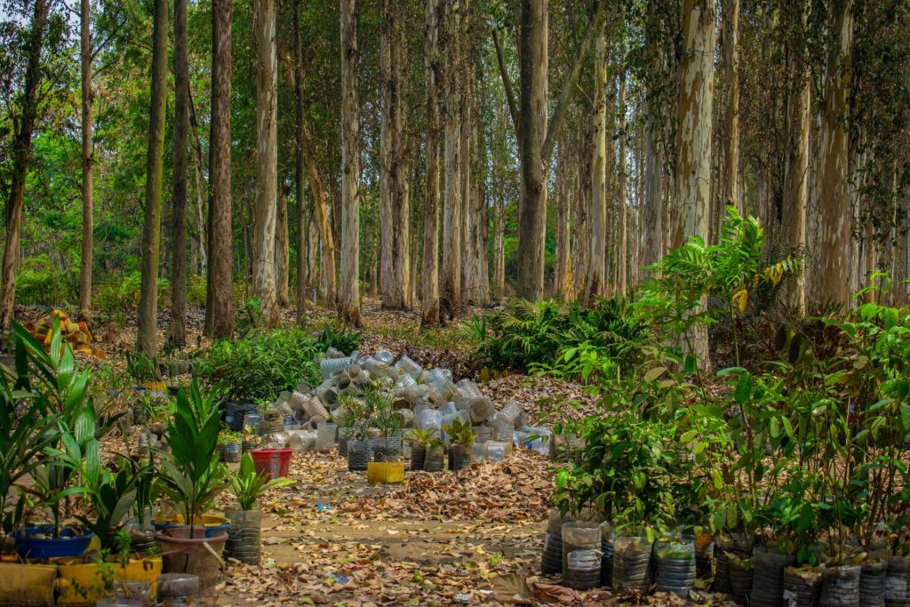 Tree planting while caring for environment