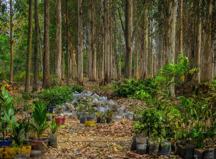 Tree planting while caring for environment