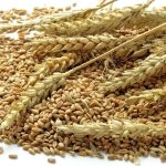 wheat